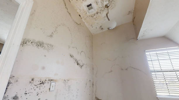 Best Mold-Related Health Consultation  in Waconia, MN