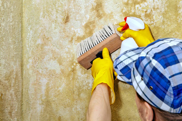Best Industrial Mold Remediation  in Waconia, MN