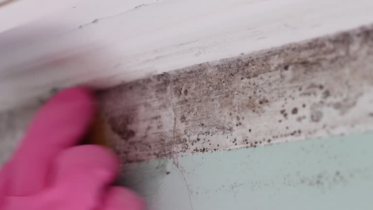 Mold Documentation for Insurance Claims in Waconia, MN